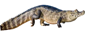 Crocodileon Transparent Background PNG