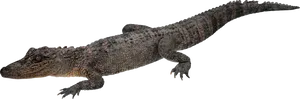 Crocodileon Transparent Background PNG