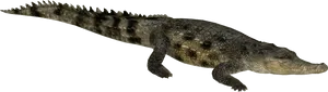 Crocodileon Transparent Background PNG