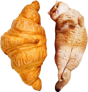 Croissant Cat_ Mirrored Symmetry PNG image