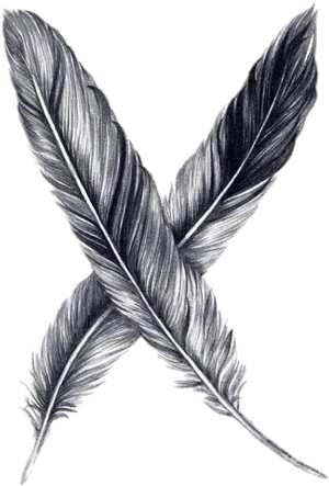 Crossed Feathers Drawing PNG
