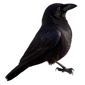 Crow Bird Mysterious PNG 05032024