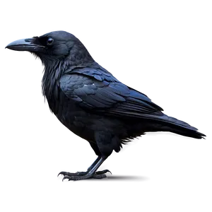 Crow Bird Mysterious PNG 05032024