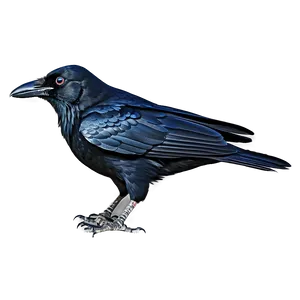 Crow Bird Mysterious PNG 05032024
