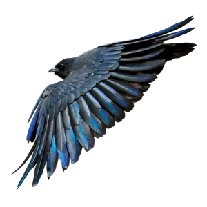 Crow Cawing In Flight PNG Dxc PNG