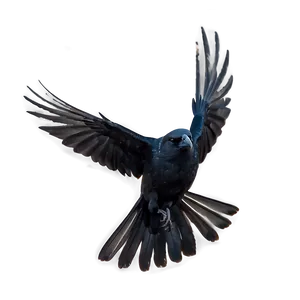 Crow Cawing In Flight PNG Jjj