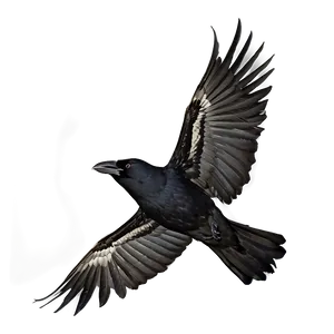 Crow Cawing In Flight PNG Lec