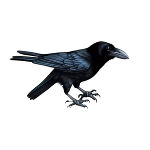 Crow Drawing PNG Fqm46 PNG