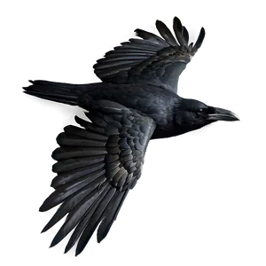 Crow In Flight PNG 05232024