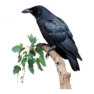 Crow In Nature PNG Arh63 PNG