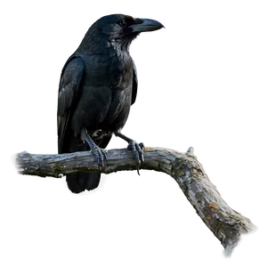 Crow On Branch PNG 51