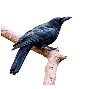 Crow On Branch PNG Jbh