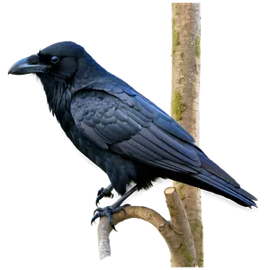 Crow On Tree Top PNG 28 PNG