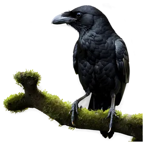 Crow On Tree Top PNG 33 PNG