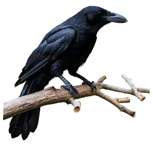 Crow On Tree Top PNG Hba PNG