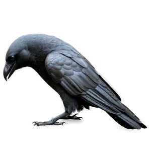 Crow Outline PNG 05232024