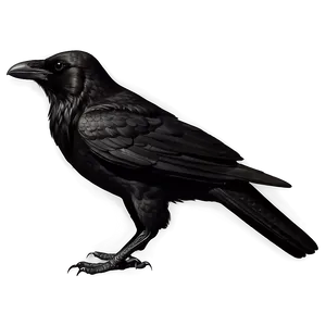 Crow Outline PNG 05232024