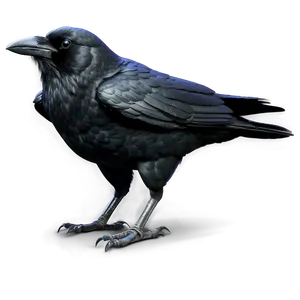 Crow Profile PNG 7
