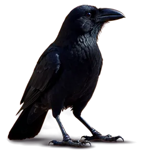 Crow Silhouette PNG 10
