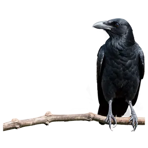 Crow Standing PNG 05232024