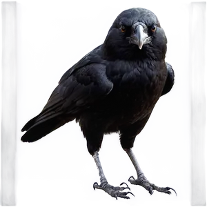 Crow Standing PNG 50 PNG