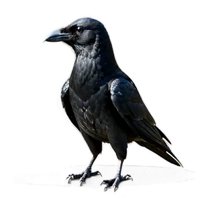 Crow Standing PNG Nii42 PNG