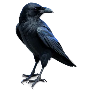 Crow Tattoo Design PNG 73 PNG