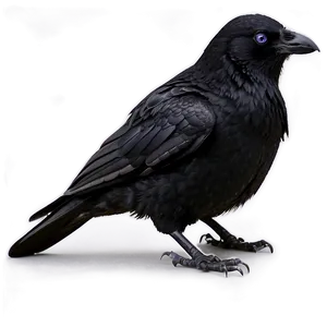 Crow With Eyes PNG 05232024 PNG