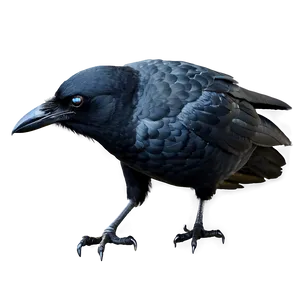 Crow With Eyes PNG Pcd PNG