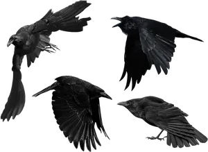 Crowsin Flight Black Background