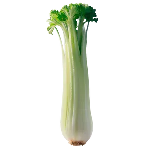 Crunchy Celery Png 06252024 PNG image