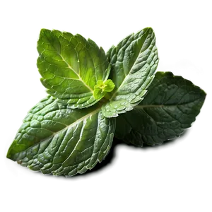 Crushed Mint Leaves PNG 06262024
