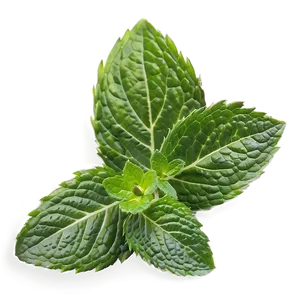 Crushed Mint Leaves PNG 3