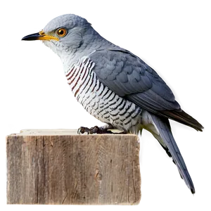 Cuckoo Bird Forest PNG 05032024