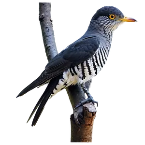 Cuckoo Bird Forest PNG 05032024