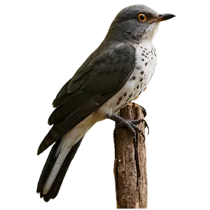 Cuckoo Bird Forest PNG Knl