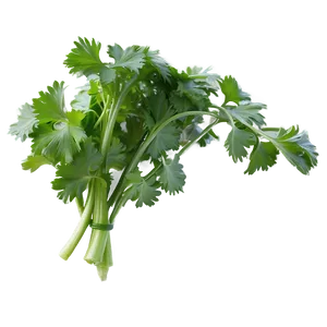 Culinary Cilantro Png 06212024 PNG image