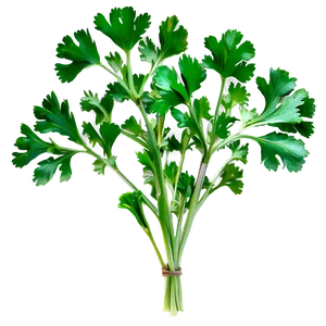 Culinary Cilantro Png 43 PNG image