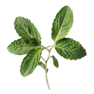 Culinary Mint Leaves Png Dwb PNG image