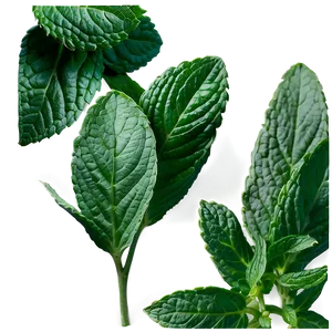 Culinary Mint Leaves Png Dxo PNG image