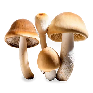 Cultivated Mushrooms Png 5 PNG image