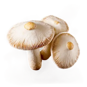 Cultivated Mushrooms Png Qmx61 PNG image