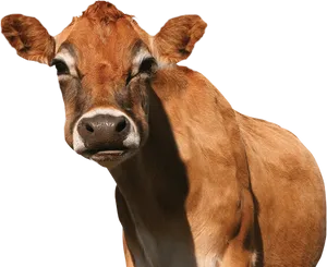 Curious Brown Cow Portrait PNG image