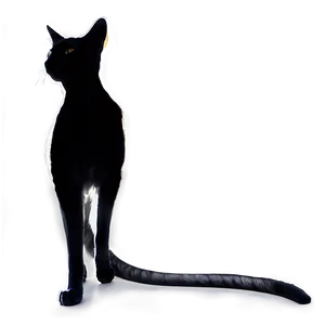 Curious Cat Silhouette PNG Tof PNG