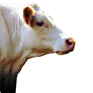 Curious Cow Face PNG Jvl PNG