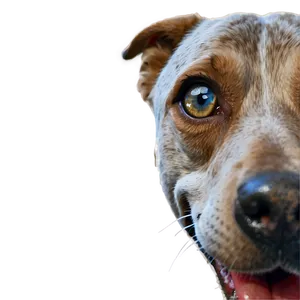 Curious Dog Nose PNG 06272024