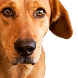 Curious Dog Nose PNG 27