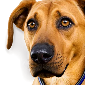 Curious Dog Nose PNG Gop