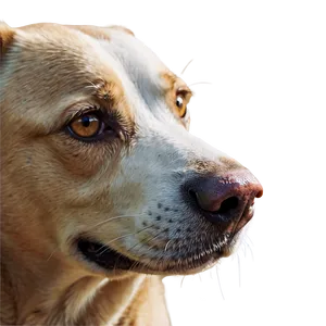 Curious Dog Nose PNG Hxx