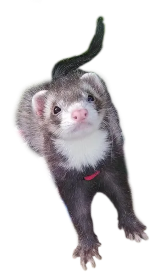 Curious Ferret Peeking PNG image